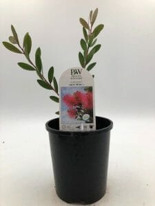 Callistemon 'Hot Pink' 6" Pot - Image 4