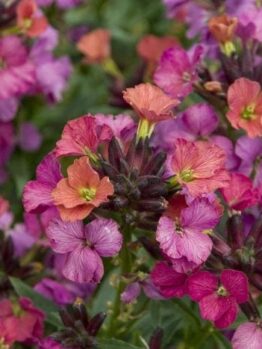 Clusters of Cheiranthus 'Constant Cheer' wallflowers in full bloom display pink, purple, and orange colors, providing constant cheer with lush green leaves as their backdrop.