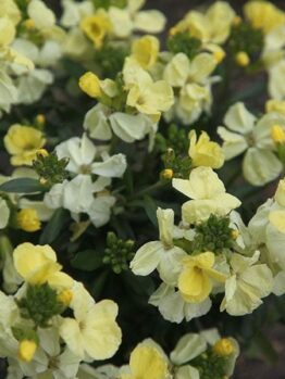 The Cheiranthus 'Primrose Beauty' Wallflower in a 4" pot features a vibrant display of yellow and pale yellow blooms nestled among lush green leaves and emerging buds.