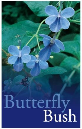 Clerodendron 'Blue Butterfly Bush' 6" Pot - Image 3