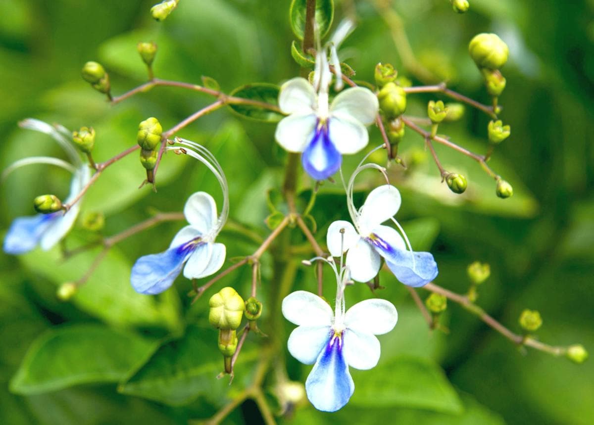 Clerodendron 'Blue Butterfly Bush' 6" Pot - Image 4