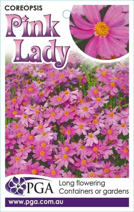 Coreopsis 'Pink Lady' 6" Pot - Image 3
