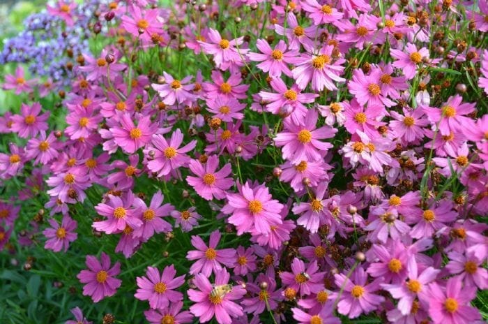 Coreopsis 'Pink Lady' 6" Pot - Image 4