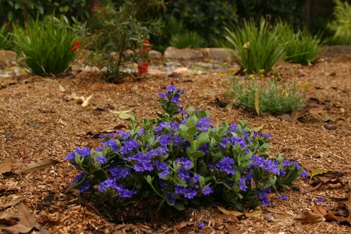 Dampiera 'Cobalt Mound' 6" Pot - Image 3