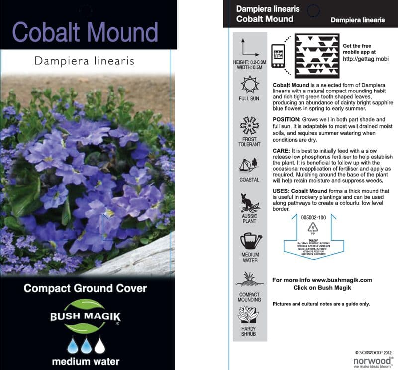 Dampiera 'Cobalt Mound' 6" Pot - Image 2