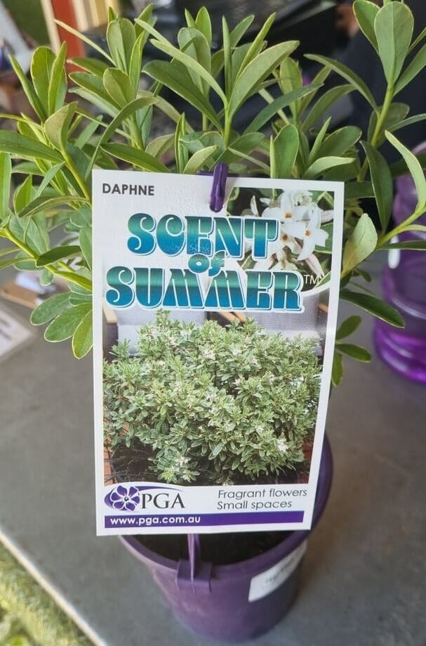 Daphne 'Scent of Summer' 6" Pot - Image 3