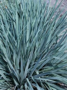 A dense cluster of tall, slender Dianella 'Blue Stream™' with pointed leaves in a 6" pot, evoking a green oasis.