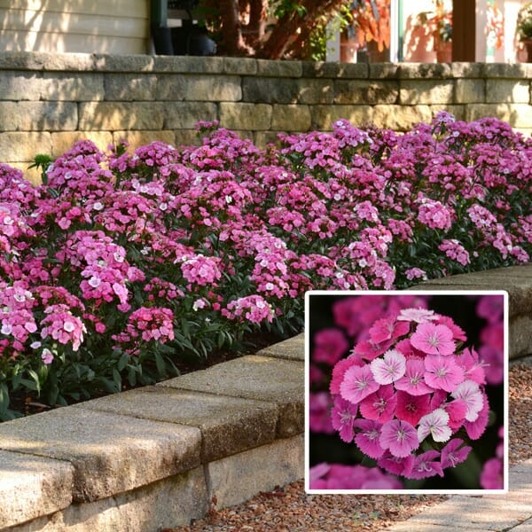 Dianthus 'Jolt Pink' 4" Pot - Image 2