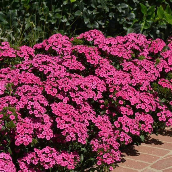Dianthus 'Jolt Pink' 4" Pot - Image 3