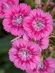 Dianthus 'Jolt Pink' 4" Pot - Image 4