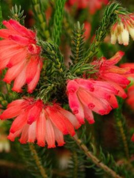 The Erica 'Red Hairy Heath' features red and white trumpet-shaped flowers among lush green foliage, ideal for garden or patio displays in a 6" pot.