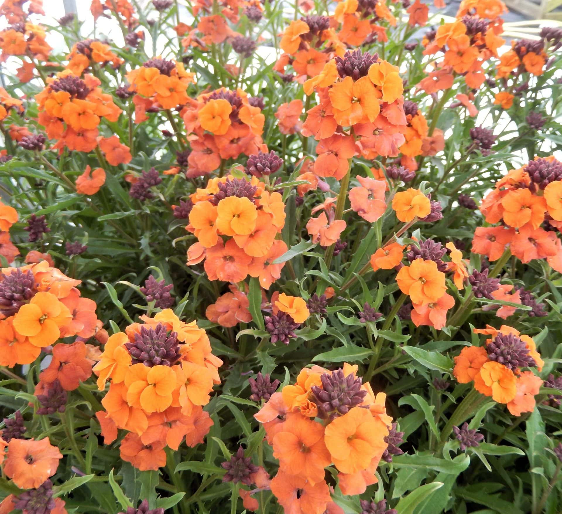 Erysimum 'Apricot Twist' Wallflower - Image 2