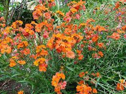Erysimum 'Apricot Twist' Wallflower - Image 3