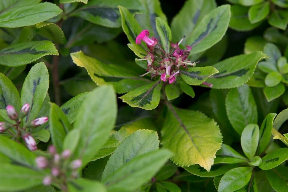 Escallonia 'Gold Ellen' 6" Pot - Image 2