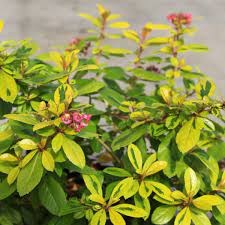 Escallonia 'Gold Ellen' 6" Pot - Image 3