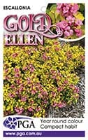 Escallonia 'Gold Ellen' 6" Pot - Image 4