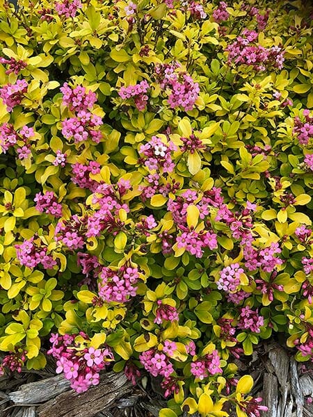 Escallonia 'Gold Ellen' 6" Pot - Image 5