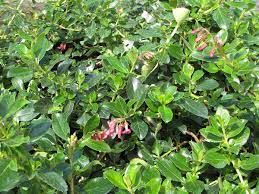 Escallonia macrantha - Image 3