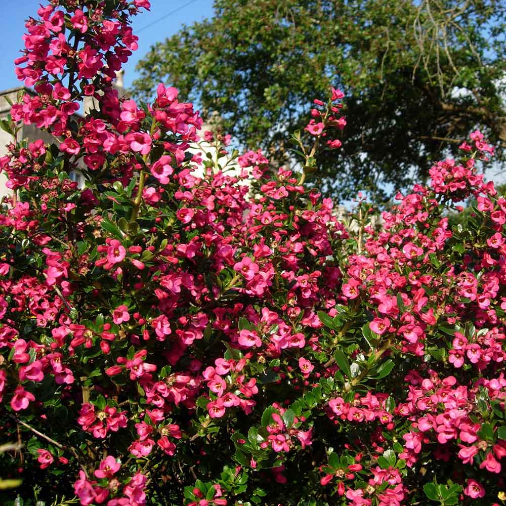 Escallonia macrantha - Image 4