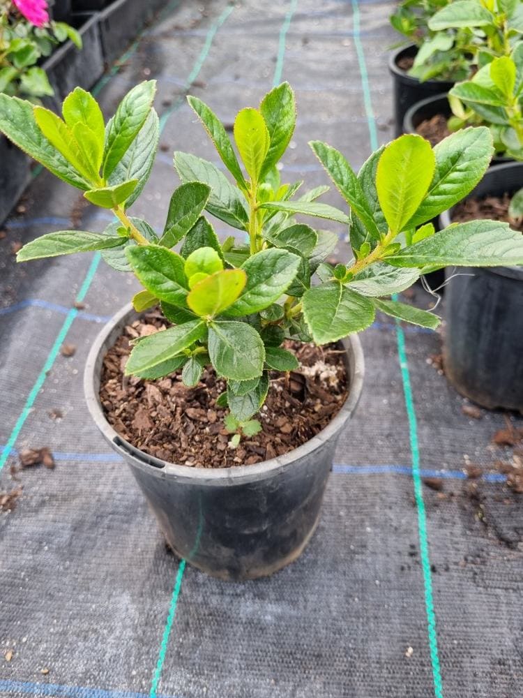 Escallonia macrantha - Image 2