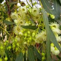 The Eucalyptus 'Yellow Gum' thrives indoors with clusters of cream-colored flowers and elongated green leaves in a 16" pot, enhancing any space.