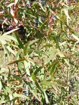 A dense cluster of green eucalyptus leaves with red stems, resembling the vibrant Eucalyptus 'Red Spotted Gum,' is ideal for a 16" pot.