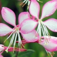 Close-up of Gaura 'Candy Stripe' pink and white flowers with long stamens, adorned with dew drops, set against a lush green blurred background, thriving elegantly in a 6" pot.
