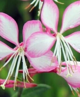 Close-up of Gaura 'Candy Stripe' pink and white flowers with long stamens, adorned with dew drops, set against a lush green blurred background, thriving elegantly in a 6" pot.