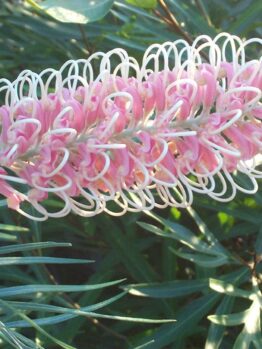 A close-up of the Grevillea 'Pink Surprise' in full bloom showcases its unique curly structure, long slender pink and white petals, surrounded by lush green foliage. It is grown in an 8" pot.