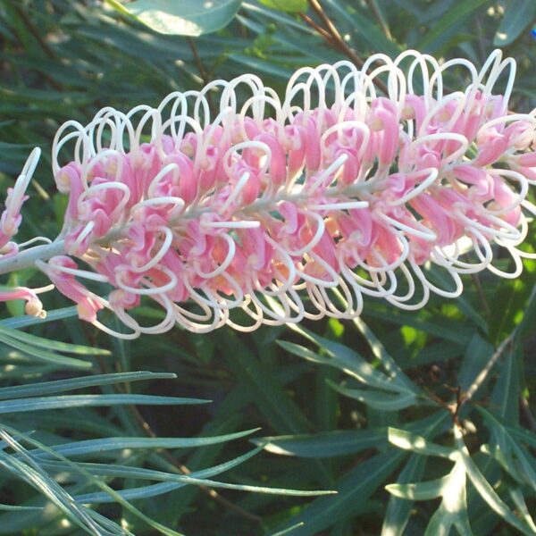A close-up of the Grevillea 'Pink Surprise' in full bloom showcases its unique curly structure, long slender pink and white petals, surrounded by lush green foliage. It is grown in an 8" pot.