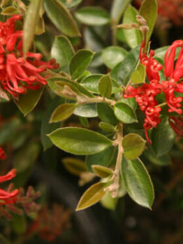 Close-up of a Grevillea 'Ruby Jewel' PBR in a 6" pot, featuring vibrant clusters of ruby red flowers amidst lush green foliage.