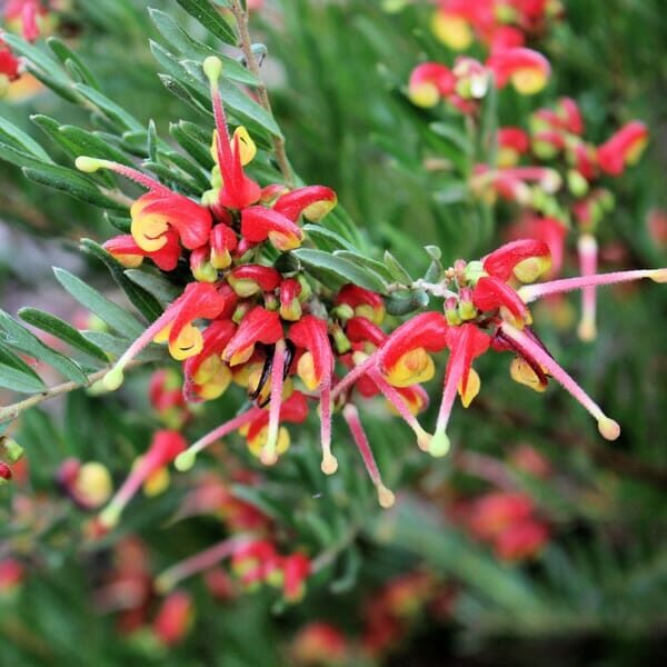 Close-up of vibrant red and yellow flowers of the Grevillea 'Winter Flame' PBR in an 8" pot, set against lush green leaves.