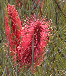 Close-up of vibrant bottlebrush-like flowers of Hakea 'Pink Pokers' in a 16" pot, framed by slender green leaves.