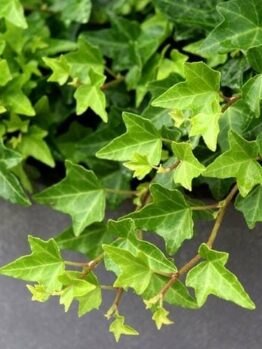 A close-up of Hedera 'Pittsburgh' Ivy 5" pot shows verdant leaves with pointed tips against a muted gray background.