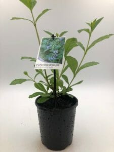 Clerodendron 'Blue Butterfly Bush' 6" Pot - Image 5