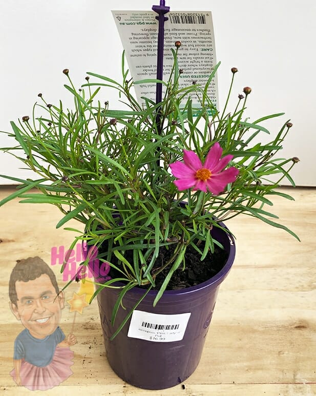 Coreopsis 'Pink Lady' 6" Pot - Image 2