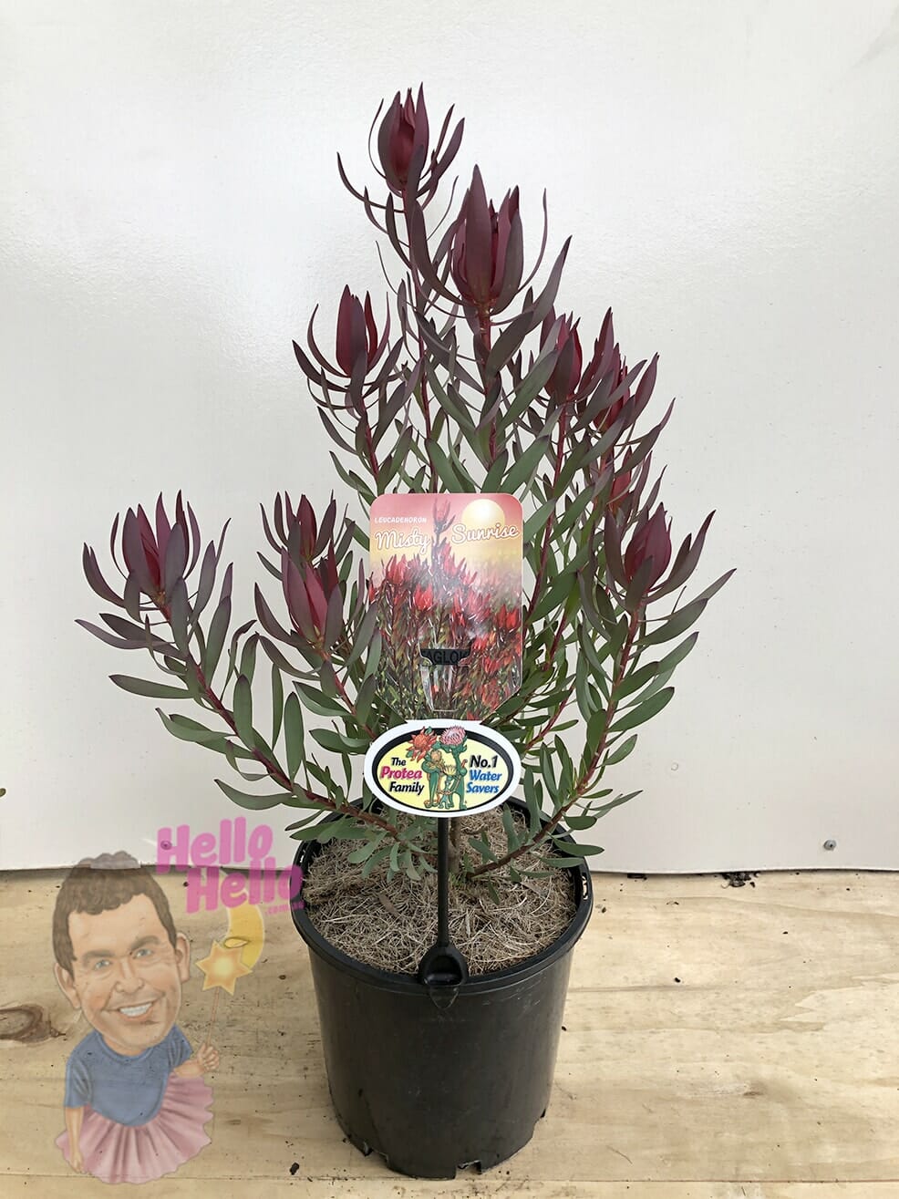 Leucadendron 'Misty Sunrise' 8" Pot - Image 2