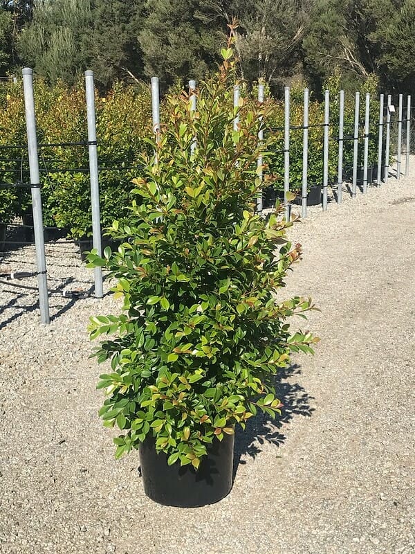 Syzygium 'Backyard Bliss' Lilly Pilly 13" Pot - Image 6