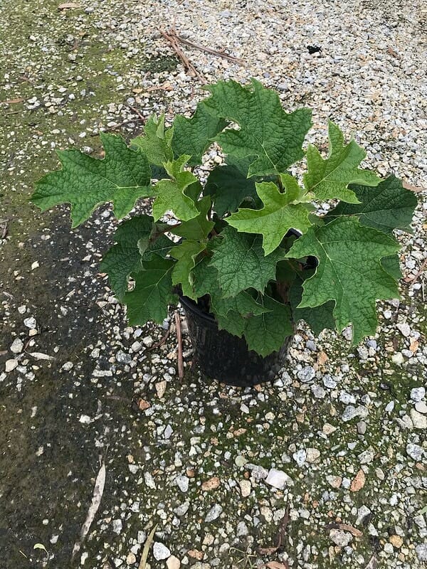 Hydrangea 'Ruby Slippers' 8" Pot - Image 4