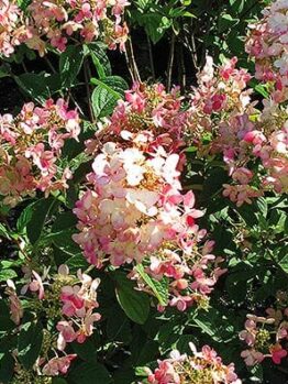 Clusters of Hydrangea 'Pink Diamond' flowers, blooming in pink and white with lush green leaves, bask gracefully in the sunlight. Planted in an 8" pot, these beauties add elegance to any garden setting.