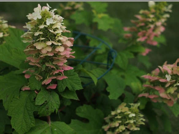 Hydrangea 'Ruby Slippers' 8" Pot - Image 3