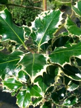 A close-up captures the striking beauty of Ilex 'Silver Queen' Holly, showcasing its glossy green leaves with cream-colored edges and sharp, spiky points.