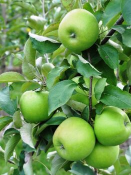 A cluster of Malus 'Leprechaun' PBR Dwarf Apples adorns a tree branch amidst lush leaves in a tranquil garden.