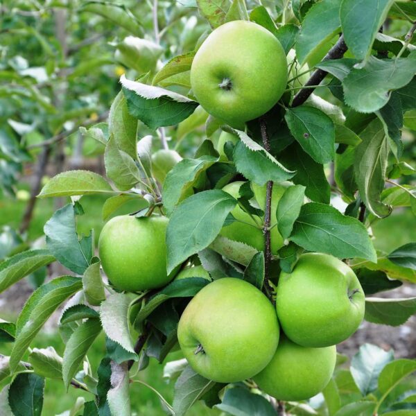 A cluster of Malus 'Leprechaun' PBR Dwarf Apples adorns a tree branch amidst lush leaves in a tranquil garden.
