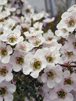 A close-up of a cluster of small white Leptospermum 'Cherish' flowers with green centers and pink accents, blooming on branches with a blurred background. These blossoms can thrive in a 6" pot.