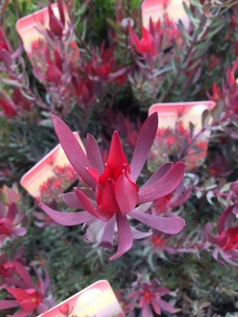 Leucadendron 'Misty Sunrise' - Image 2