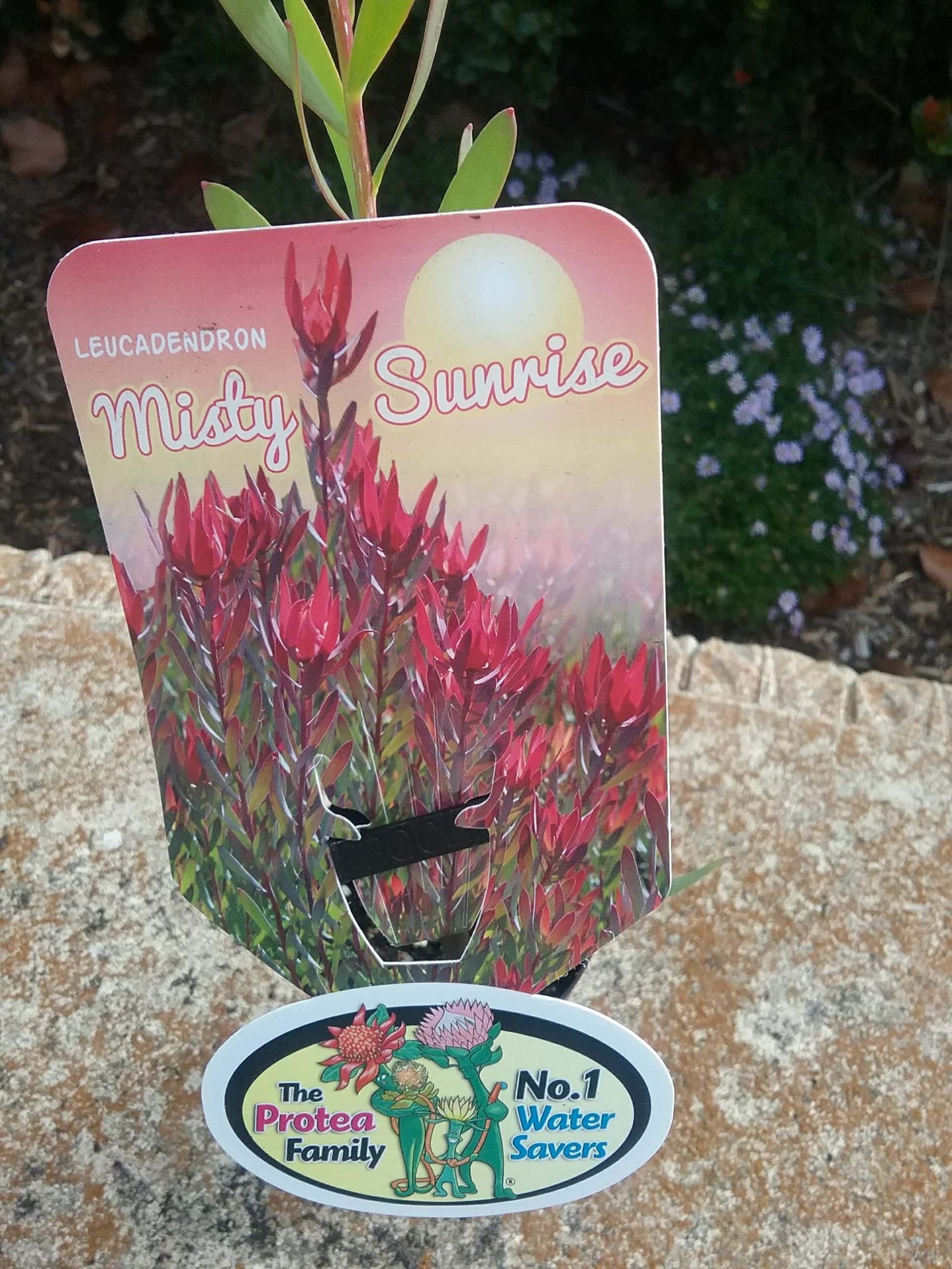 Leucadendron 'Misty Sunrise' - Image 3