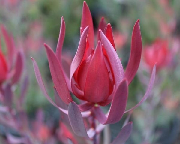 Close-up of a Leucadendron 'Red Countess' in an 8" pot with long, pointed petals against a blurred green background.
