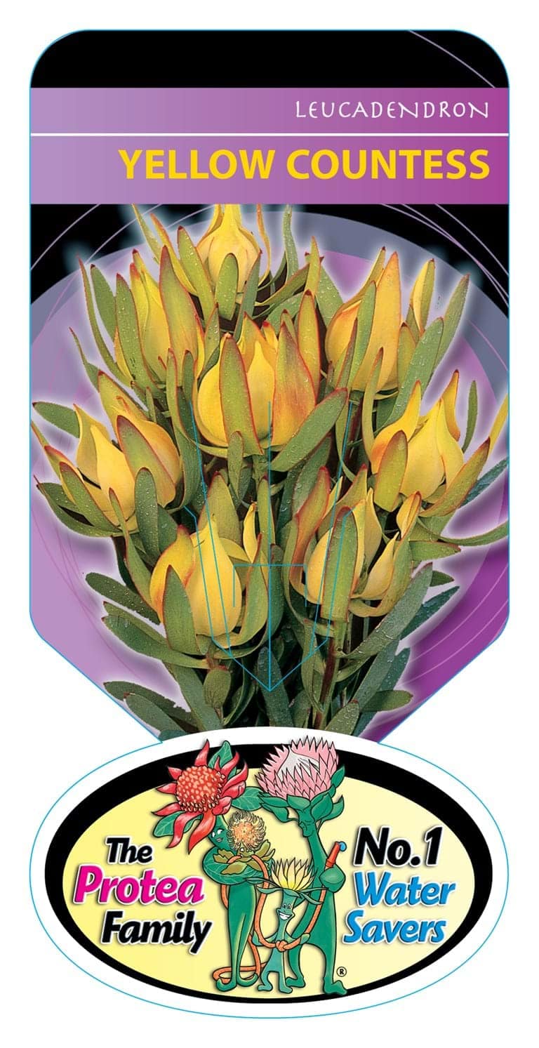 Leucadendron 'Yellow Countess' - Image 2