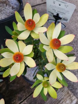 Leucadendron salignum Summer Sun Coneflower cream lime flowers with thick orange centres